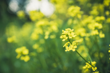 Blooming mustard plant on the field. Selective focus. Shallow depth of field.