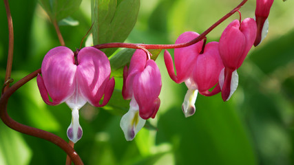 Flowering of the plant Dicentra formosa, which has another name - a bleeding or broken heart, on a...