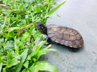 turtle in the garden