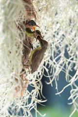 Bird feeds its offspring, parenting season