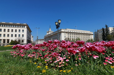 Beautiful blossomed flowers of Kniaz Alexander I Square in  downtown of city Sofia