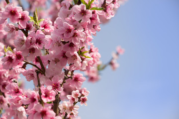 Pink cherry blossom. Beautiful Pink flowers on spring blooming tree branch, blue sky.Spring blossoms