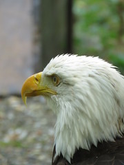 Fototapeta premium Some majestics birds of prey