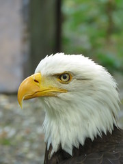 Some majestics birds of prey