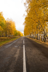 Fototapeta na wymiar centered asphalt road in the middle of autumn trees, sunny weather