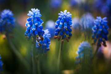 bright blue flowers of unusual shape on a dark green background