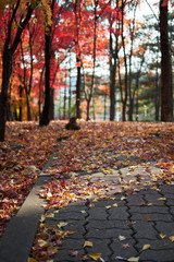 Fallen leaves in the park.
