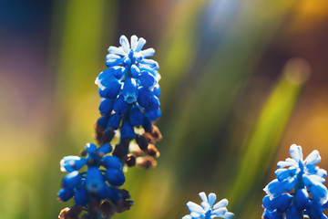 beautiful macro photo of blue spring flowers of moskalkov