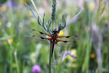 Libelle