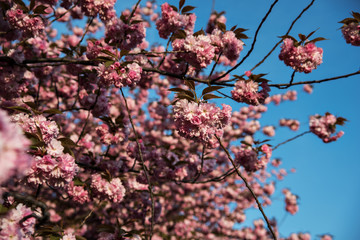 kirschblüte in leipzig