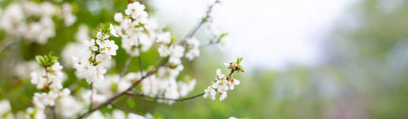 Panorama of flowering trees in the spring season. White flowers on tree branches with copy space. 