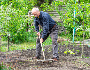 Senior man with rake