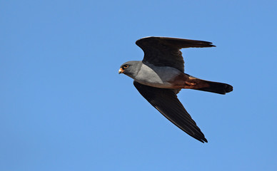 Red-footed Falcon (Falco vespertinus), Greece