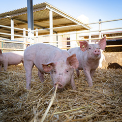Neugierige Schweine in einer Aussenbucht eines Bio - Schweinebetriebes.