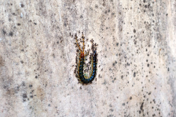 group of black ants are carrying a dangerous centipede food