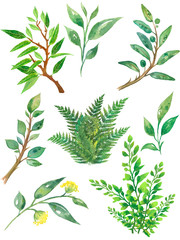 Watercolor set with greenery and eucalyptus leaves, Australia plants.