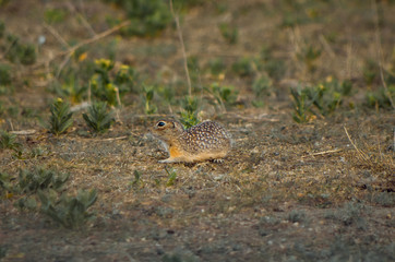 European ground squirrel spotted in Moldova on an empty field