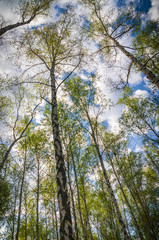 Obraz premium Low and wide angle view birch tree forest blue sky white fluffy clouds