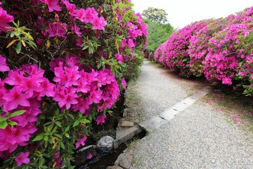 花の寺　長岳寺