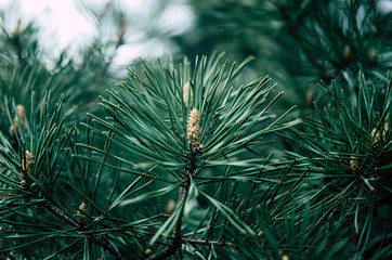 Naklejka na ściany i meble Close up of green pine tree needle branches
