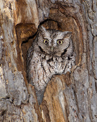 Eastern screech owl