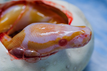 Snake egg ball python on a brown wood color.Purple Albino Ball Python on white background.