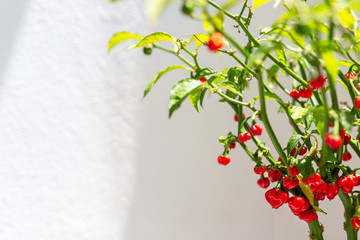 Close up of a red chili pepper plant