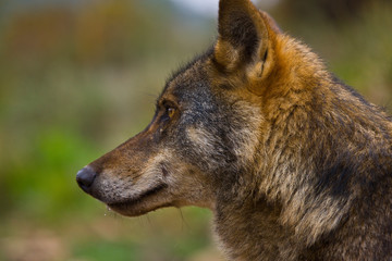 Lobo iberico (Canis lupus)