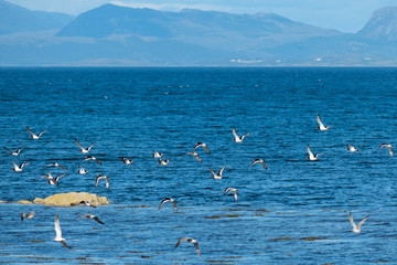 Naklejka premium Austernfischer Schwarm, bei Broadford auf der Isle of Skye