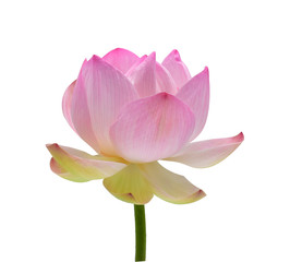 Bright pink lotus flower with stem or pink lotus petal  isolated on white background