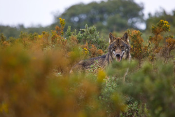 Lobo iberico (Canis lupus)