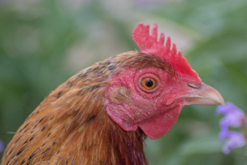 Gallina criada en libertad en un jardín con flores 