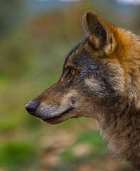Lobo iberico (Canis lupus)