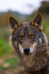 Lobo iberico (Canis lupus)