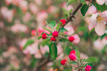 Pink apple tree flower blossom