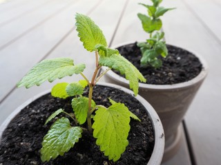 2つの鉢に植えられたハーブ（レモンバームとアップルミント）