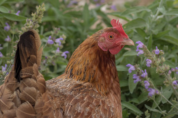 Gallina criada en libertad en un jardín con flores 