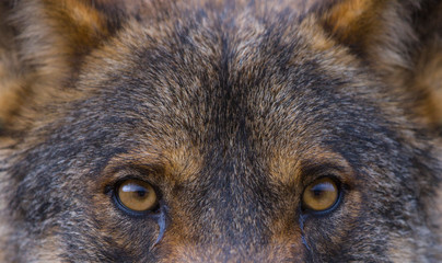 Lobo iberico (Canis lupus)