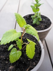 2つの鉢に植えられたハーブ（レモンバームとアップルミント）
