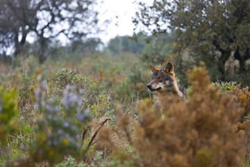 Lobo iberico (Canis lupus)