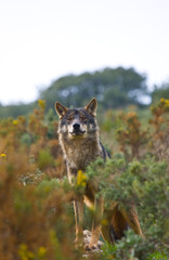 Lobo iberico (Canis lupus)