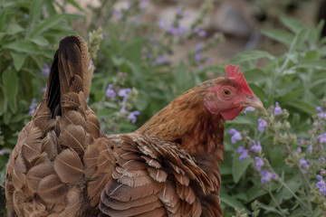Gallina criada en libertad en un jardín con flores 