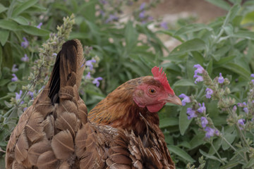 Gallina criada en libertad en un jardín con flores 