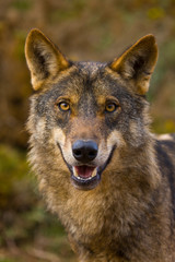 Lobo iberico (Canis lupus)