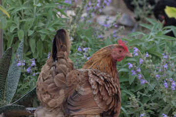 Gallina criada en libertad en un jardín con flores 