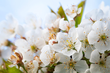 White flower on brunch. Blooming spring tree. Cherry tree in spring time whit blue background