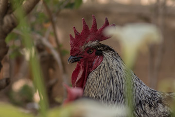 gallo criado en libertad en el campo con flores de lirio alrededor 
