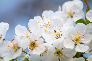 White flower on brunch. Blooming spring tree. Cherry tree in spring time whit blue background