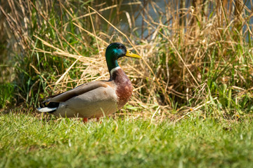 Fototapeta premium Side view of Mallard Duck (Anas platyrhynchos) standing in the grass, Prague