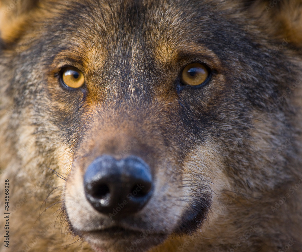 Wall mural Lobo iberico (Canis lupus)